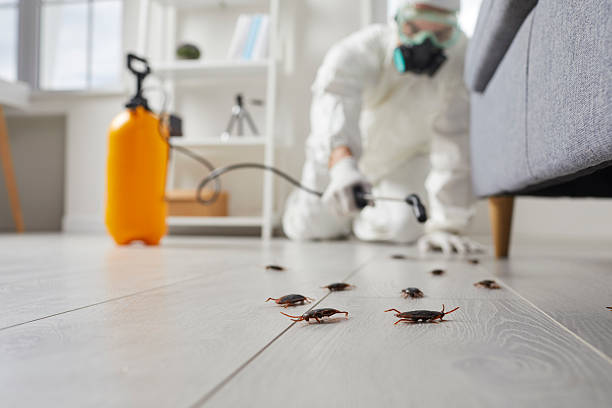 Commercial Rodent Management in Bernalillo